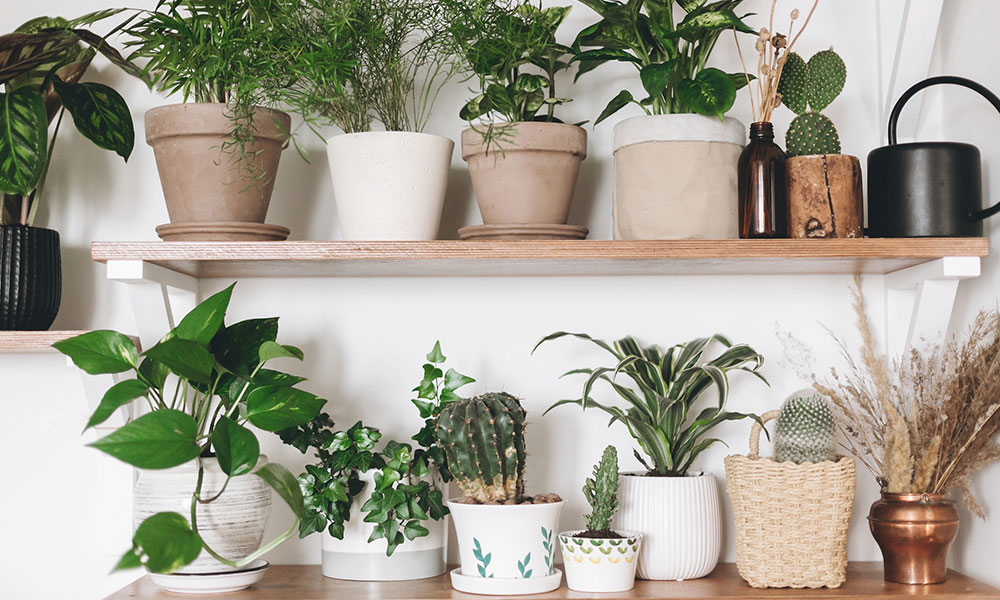 How to Grow Plants Indoors Without Sunlight - Magazine Hubs